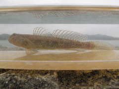 Cryptocentrus maudae