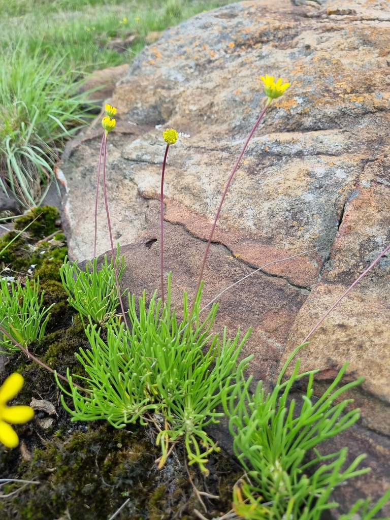 Euryops gilfillanii