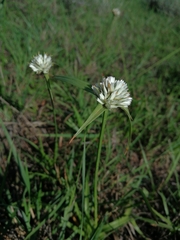 Cyperus niveus leucocephalus