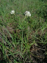 Cyperus niveus leucocephalus