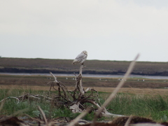 Bubo scandiacus image