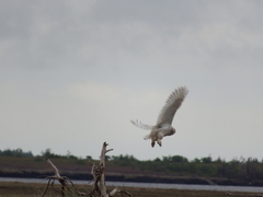 Bubo scandiacus image