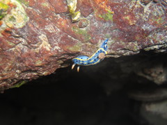 Hypselodoris festiva