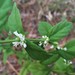 Lycopus amplectens - Photo (c) Eric M Powell, algunos derechos reservados (CC BY-NC), subido por Eric M Powell