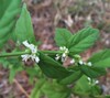 Clasping Water Horehound - Photo (c) Eric M Powell, some rights reserved (CC BY-NC), uploaded by Eric M Powell