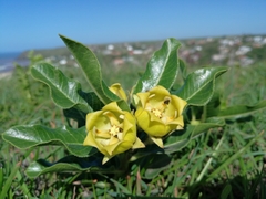 Pachycarpus grandiflorus