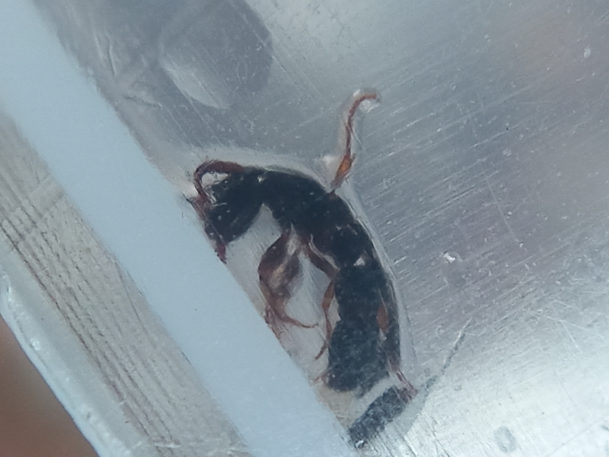 Lioponera anokha