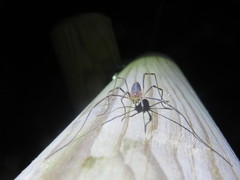 Odiellus troguloides