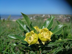 Pachycarpus grandiflorus