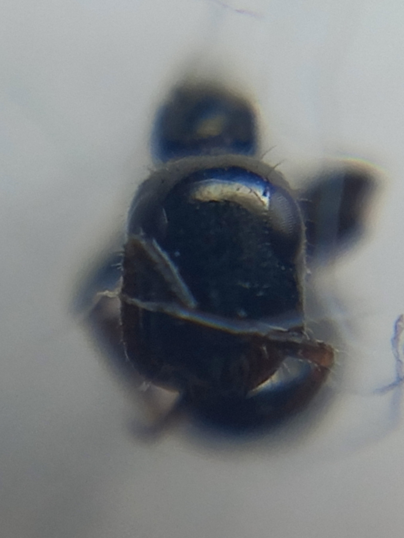 Tetraponera aitkenii