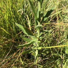 Nidorella auriculata