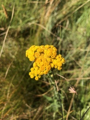 Nidorella auriculata