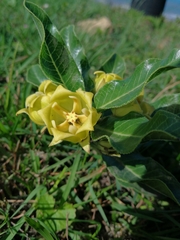 Pachycarpus grandiflorus