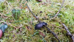 Carabus granulatus interstitialis