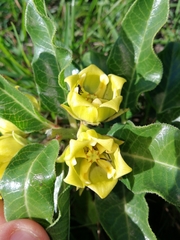 Pachycarpus grandiflorus