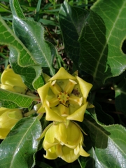 Pachycarpus grandiflorus