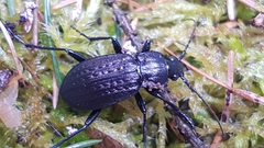 Carabus granulatus interstitialis