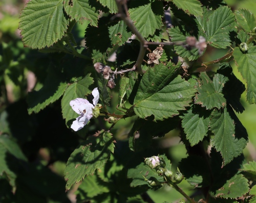 Image of Rubus affinis by (c) Tony Rebelo, some rights reserved (CC BY-SA)