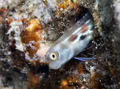 Bluebelly Blenny photo 4