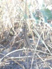 Macronemurus appendiculatus
