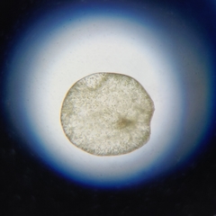 Noctiluca scintillans