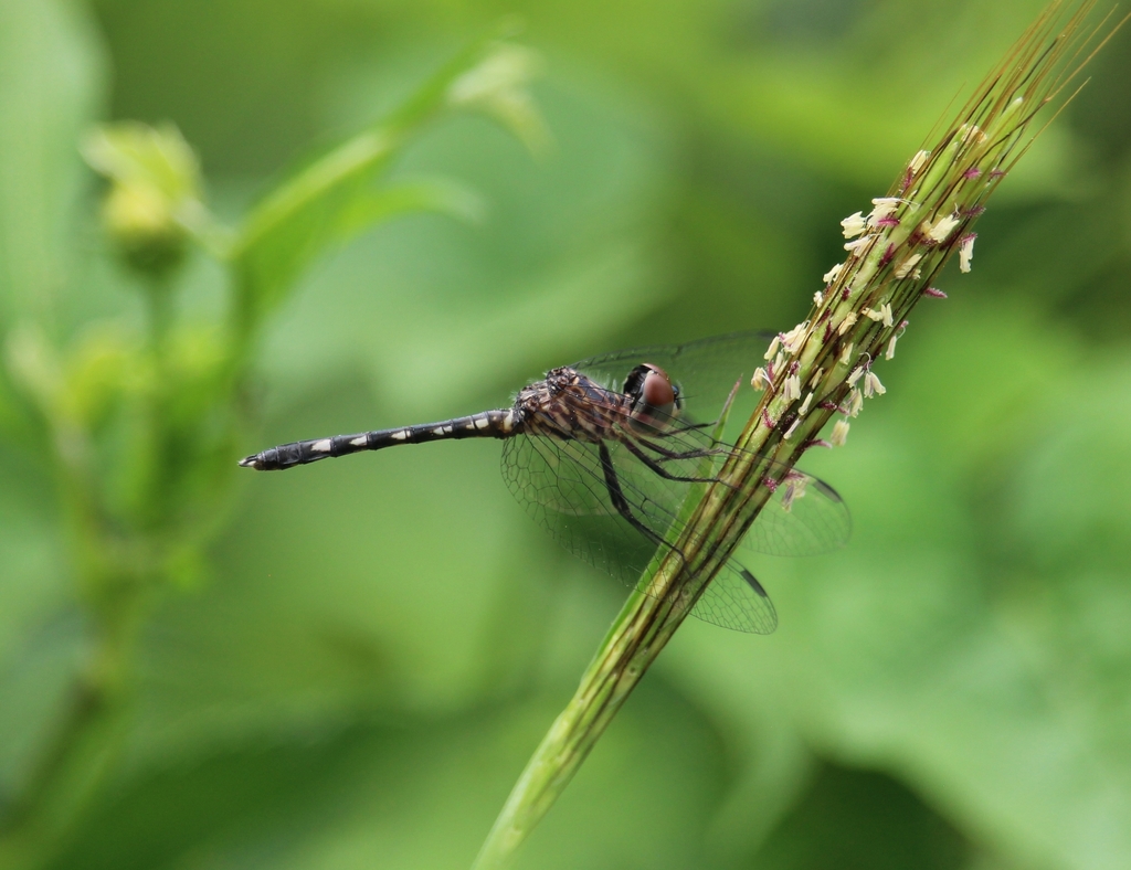 Micrathyria debilis