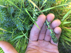 Acaena pinnatifida californica