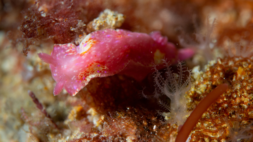 Thorunna arbuta