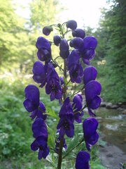 Aconitum firmum