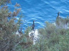 Gulosus aristotelis desmarestii
