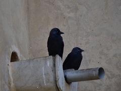 Corvus monedula