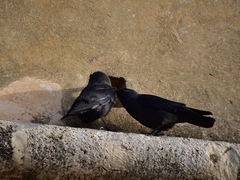 Corvus monedula