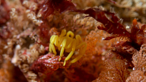 Pallenella ambigua