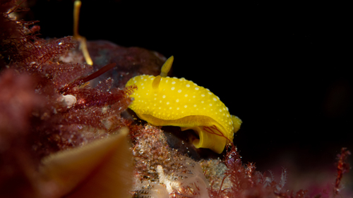 Doris chrysoderma