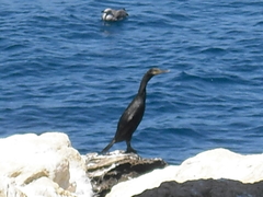 Gulosus aristotelis desmarestii