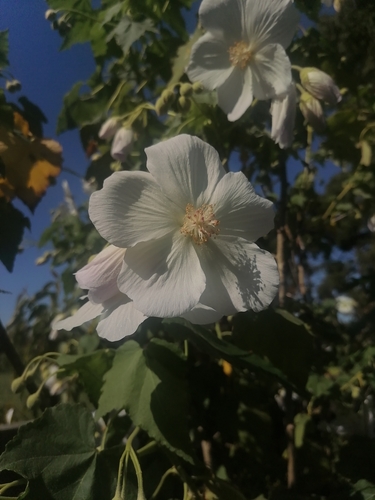 Corynabutilon vitifolium, photograph 2