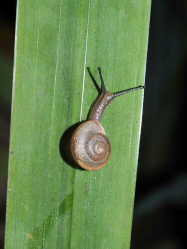 Bradybaena similaris observed 2023-10-21