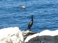 Gulosus aristotelis desmarestii