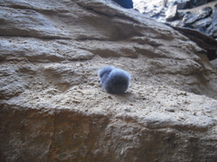 Hydrobates pelagicus melitensis