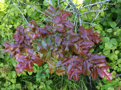 Berberis pinnata pinnata