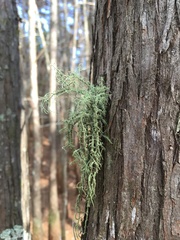 Usnea mutabilis