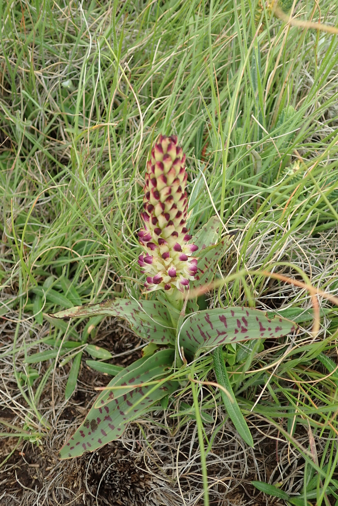 Disa fragrans