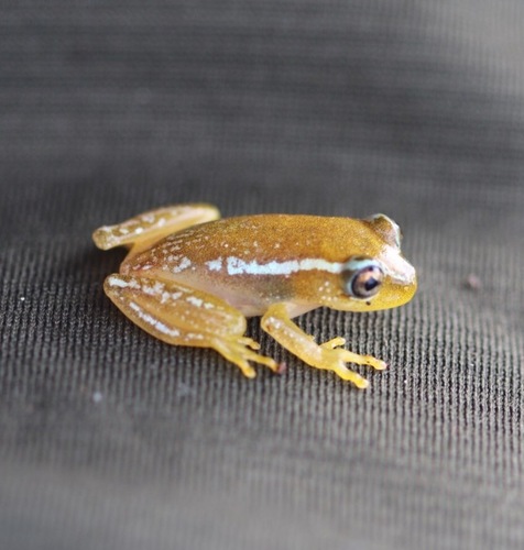 Andranolava Reed Frog