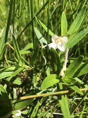 Epilobium salignum