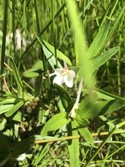 Epilobium salignum