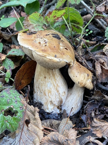 Boletus edulis