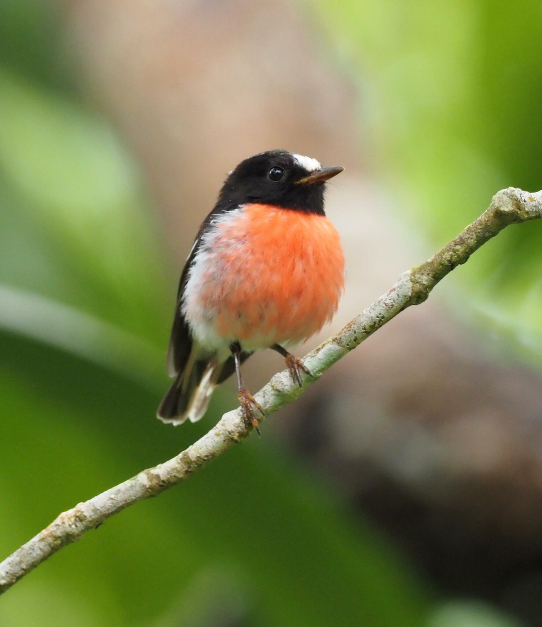 Pacific Robin illustration