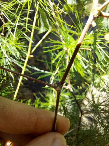 Image of Asparagus retrofractus by no rights reserved