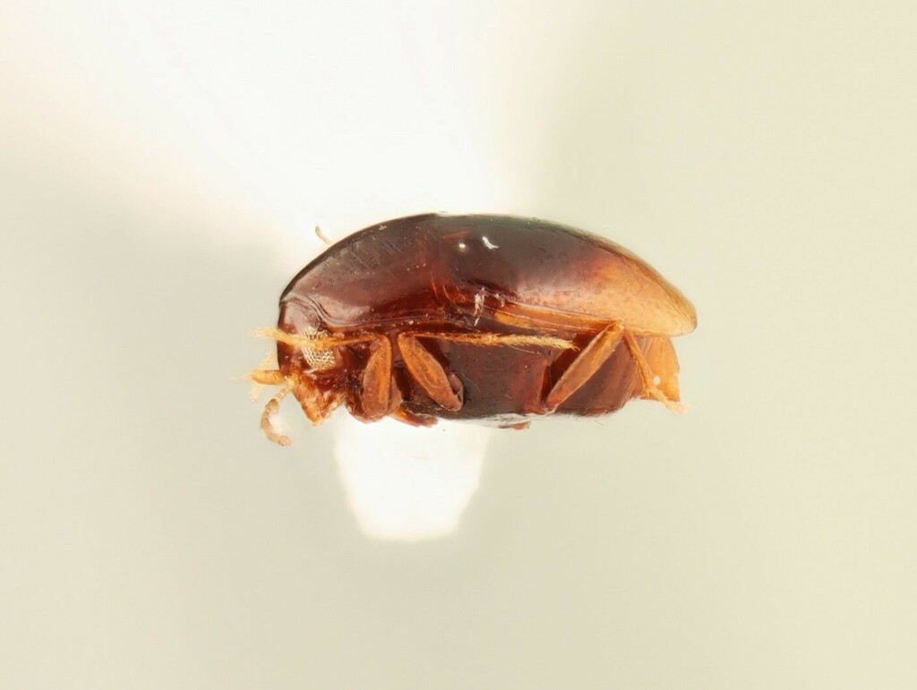 Scaphisoma pusillum