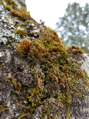 Lewinskya elegans